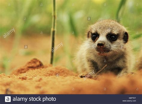 Kalahari Meerkat Project Stock Photos And Kalahari Meerkat Project Stock