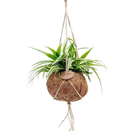 Chlorophytum Ocean Plant Price in Dubai, UAE - planta.ae