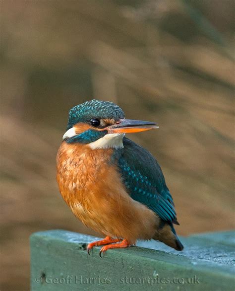 Kingfisher Bird Female