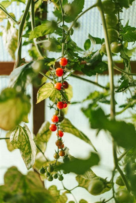 Gr Nd Ngung Nach Tomaten Fruchtfolge Auf Tomaten Anbau