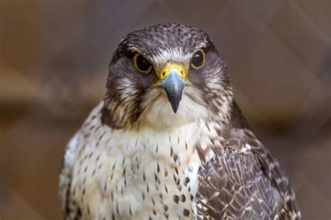 Golden Eagle Claws Stock Photos Pictures And Royalty Free Images Istock