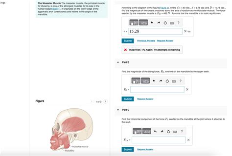 The Masseter Muscle The masseter muscle, the | Chegg.com