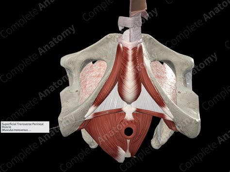 Superficial Transverse Perineal Muscle Complete Anatomy