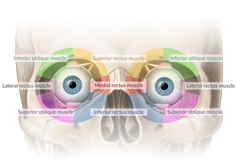 Superior Oblique Muscle Movement