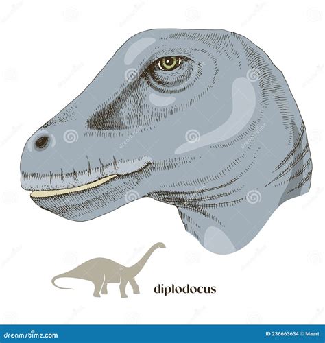 Hand Drawn Realistic Dinosaurus Diplodocus Stock Vector Illustration