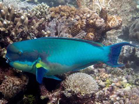 Steephead Parrotfish Chlorurus Microrhinos Fishbase Flickr