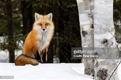 6527 Fox Sitting Stock Photos High Res Pictures And Images Getty