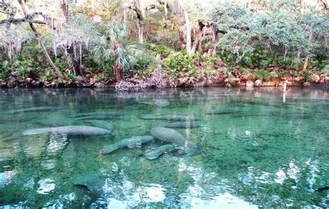 The Native's Guide To Blue Spring In Florida