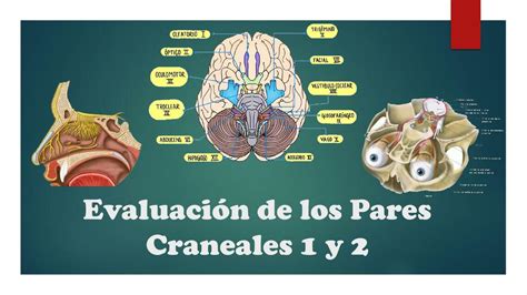 Evaluaci N De Los Pares Craneales Y Afstudenthelp Udocz