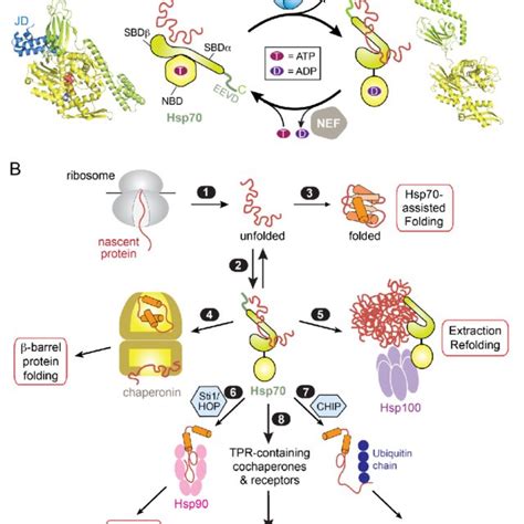 Overview Of The Hsp70 Functional Cycle And Its Role In Protein