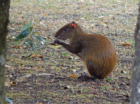 Giant Mexican Rat