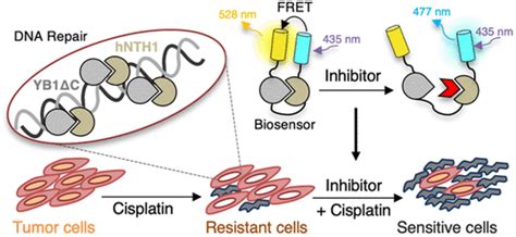 基于Förster共振能量转移的生物传感器可将hNTH1 YB1接口作为潜在的抗癌药物靶标 ACS Chemical Biology