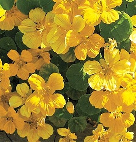 Seeds Yellow Garden Nasturtium Makhrovaya Zolota Kulya Tropaeolum