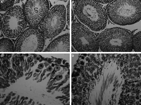 A Testicular Cross Section From Control Rats Showing Normal