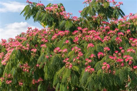 Arbre Soie Albizia Ombrella Cm Kaufen Auf Ricardo