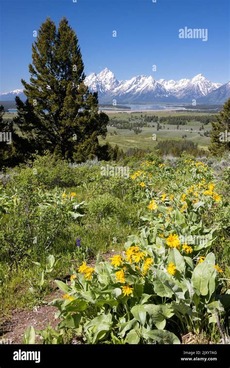 Arrowhead Balsamroot Wildflowers Blooming In A Meadow Along The Emma