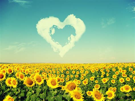 √ Desktop Wallpaper Sunflowers