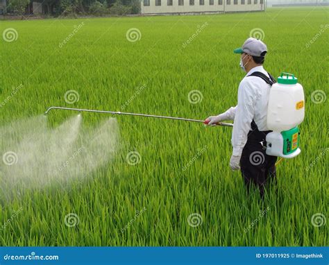 Farmer Spray Insecticide Into Rice Farm Chemical Electric Sprayer