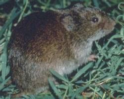 Eastern meadow vole Facts for Kids