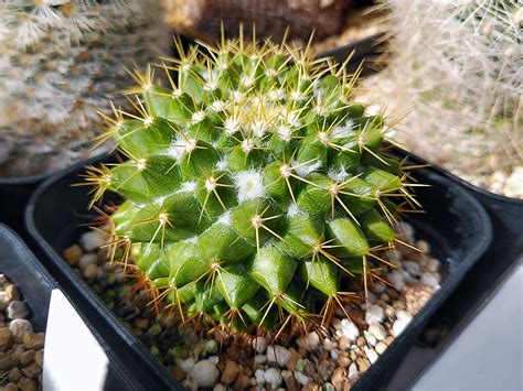 Cometのサボテン栽培日記 花芽が上がって来た実生金洋丸と開花中のカルメナエ