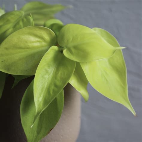 Philodendron Scandens Micans Lime Cm Mierne Po Koden Rastlinkovo