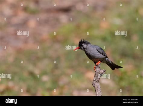 Black Bulbul Hypsipetes Leucocephalus Bird Also Known As The