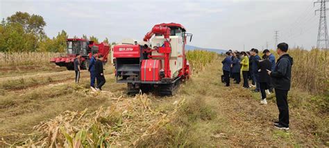 威海市农业农村局 农业生产 全市玉米机收减损暨大豆玉米带状复合种植机收现场会召开