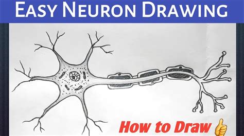 How To Draw Neuronneuron Diagrammeuron Drawingeasy Neuron Drawingstep By Step Neuron Drawing