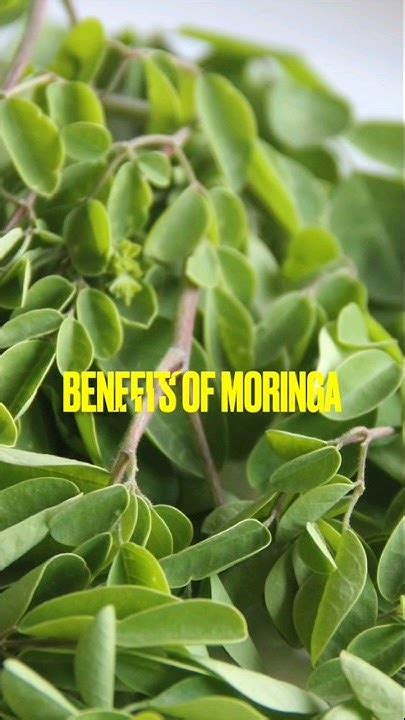 Health Benefits Of Moringa Moringa Drumsticks Healthyfood Youtube