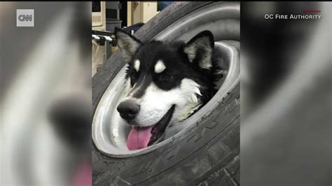 As Fue Como Un Perro Huskey Qued Atrapado En El Rin De Una Llanta