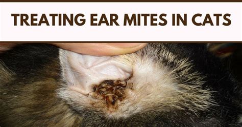 Does Revolution Treat Ear Mites In Cats