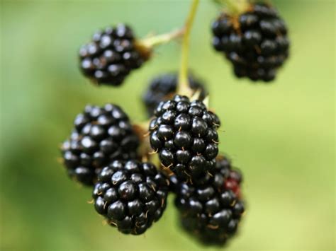 Bramble fruits | MandyCanUDigIt