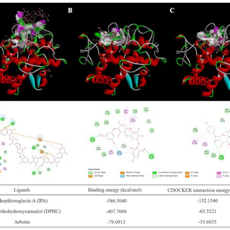 Computational Prediction Of The Structure For Tyrosinase And Docking