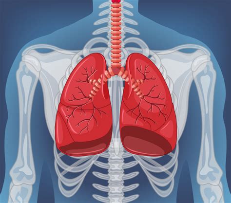 Cistos Pulmonares Archives Cl Nica De Cirurgia Tor Cica Em Belo