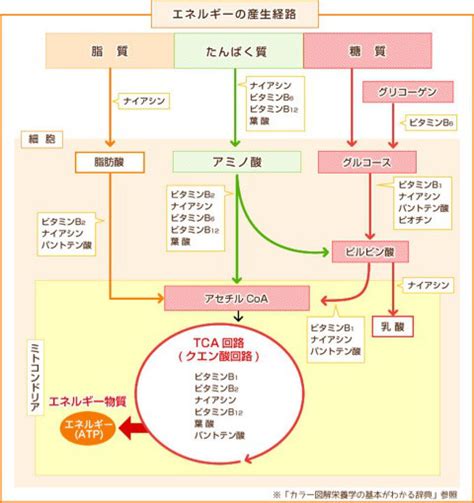 ビタミンの働き 欠乏症・過剰症 高橋医院