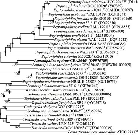 Phylogenetic Tree Showing The Phylogenetic Relationships Between Strain