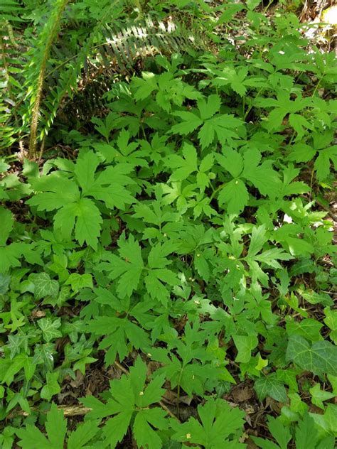 Pacific Waterleaf Friends Of Springbrook Park