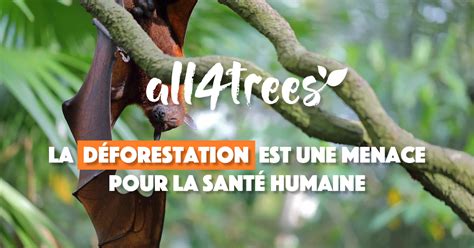 Les Cons Quences De La D Forestation Sur La Sant Humaine All Trees