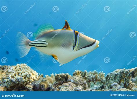 Picasso Triggerfish Rhinecanthus Aculeatus Coral Fish On The Coral