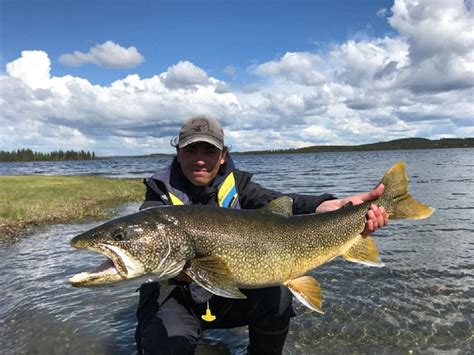 What Do Lake Trout Eat Preferred Prey And Baits Strike And Catch