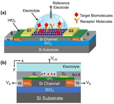 Schematic Illustration Of Reconfigurable Fet Biosensor Rbiofet A D