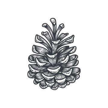 Pine Cone Vector