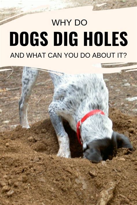 Why Do Dogs Dig Holes And What Can You Do About It