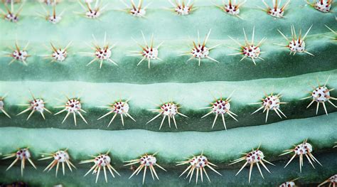 Cactus Echinopsis Candicans Close Up By Liz Whitaker