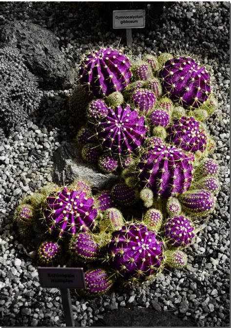 The 7 Most Stunning Purple Cacti and Their Care in 2024