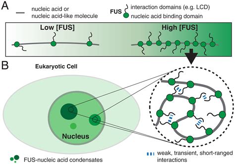 Co Condensation Of Proteins With Single And Double Stranded Dna Pnas