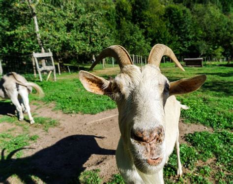 Emotional Portrait Of Horned Goat Stock Photo Image Of Goat Farming