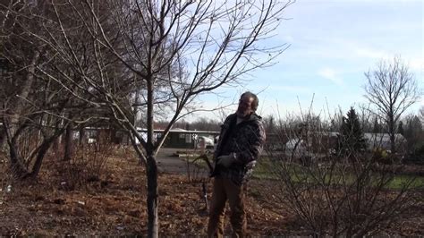 Pruning Maple Trees Youtube