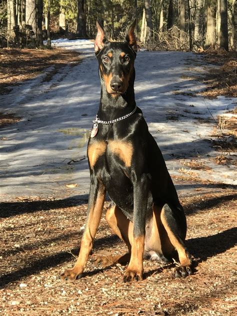 7 Month Old Female Doberman Pincher