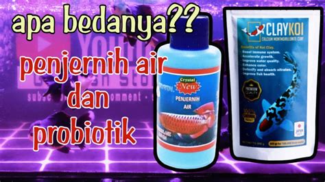 Perbedaan Antara Cairan Penjernih Air Dan Probiotik Ikan Youtube